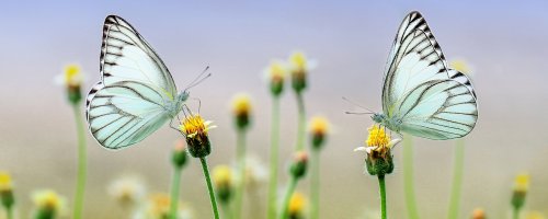 Gründach in Kombination mit Photovoltaik