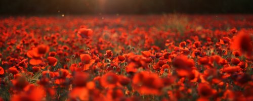 Klatschmohn Naturkost