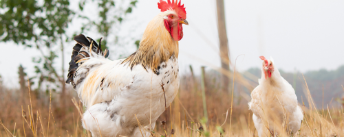 Ökologische Tierzucht