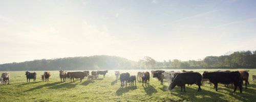 BioBoden Genossenschaft